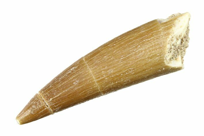 Fossil Plesiosaur (Zarafasaura) Tooth - Morocco #297876